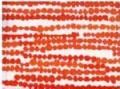 meisje huis���ᥤ���� �إ�����(red)